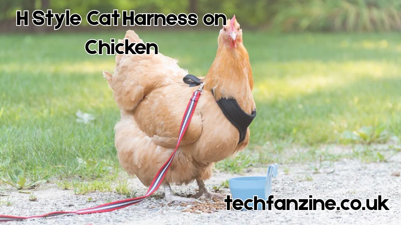 The Curious Case of Using an H Style Cat Harness on Chicken
