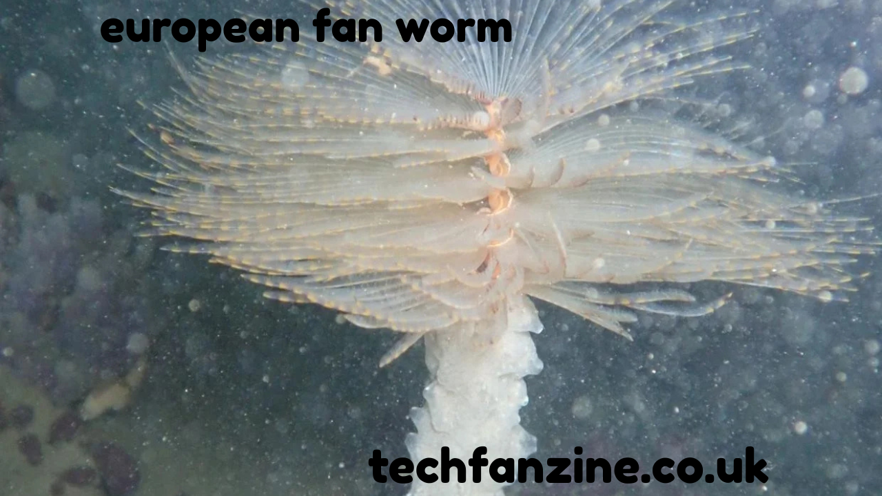 European Fan Worm: Understanding This Invasive Marine Species