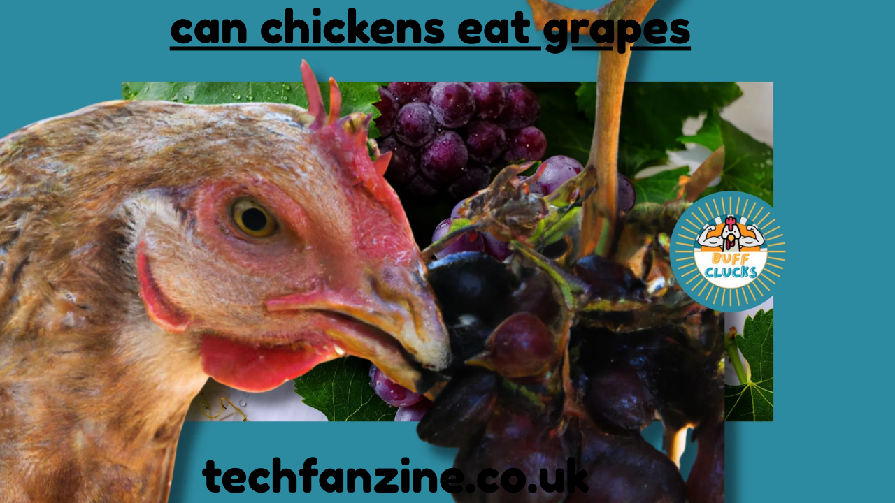 Can Chickens Eat Grapes A Complete Guide for Poultry Owners